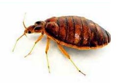 Bed Bugs Control West Delhi