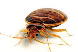 Bed Bugs Control West Delhi