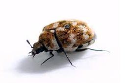 Carpet Beetle Control West Delhi
