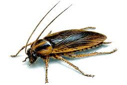 Cockroaches Control West Delhi