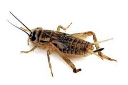 Crickets Control West Delhi