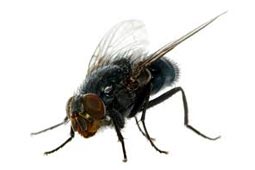 Flies Control West Delhi