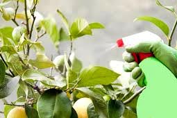 Herbal Pest Control West Delhi