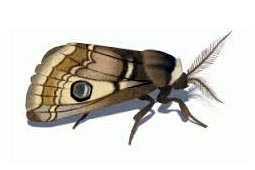 Moths Control West Delhi