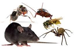 Pest Control West Delhi