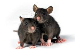 Rodent Control West Delhi