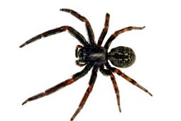 Spider Control West Delhi