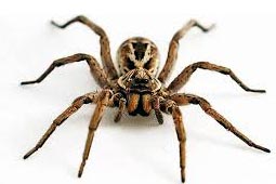 Spider Control West Delhi