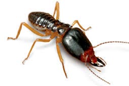 Termite Control West Delhi