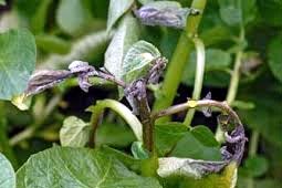 Weeds Control West Delhi